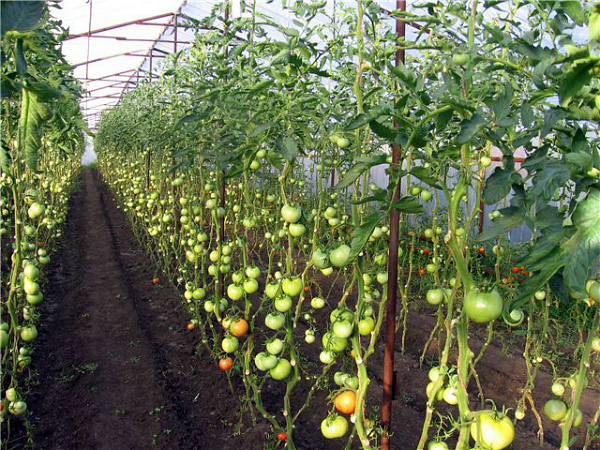شجيرات الطماطم المخففة في الدفيئة شجيرات الطماطم المخففة في الدفيئة