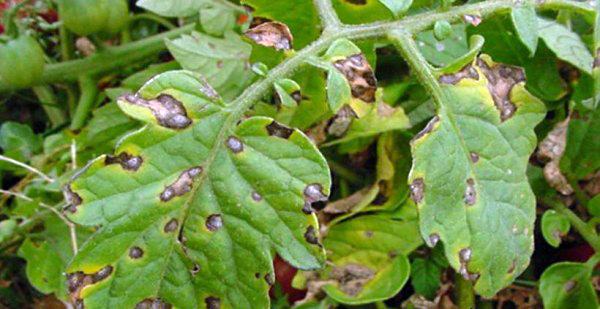 الطماطم الموجودة في الدفيئة مصابة بمرض اللفحة المتأخرة. الطماطم الموجودة في الدفيئة مصابة بمرض اللفحة المتأخرة.