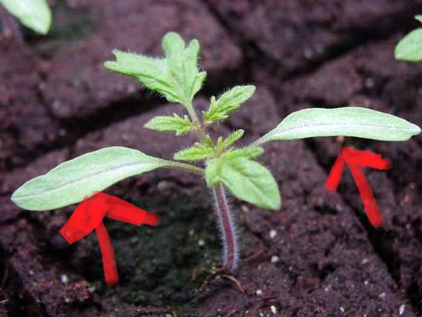 إزالة الأوراق السفلية من شتلات الطماطم إزالة الأوراق السفلية من شتلات الطماطم