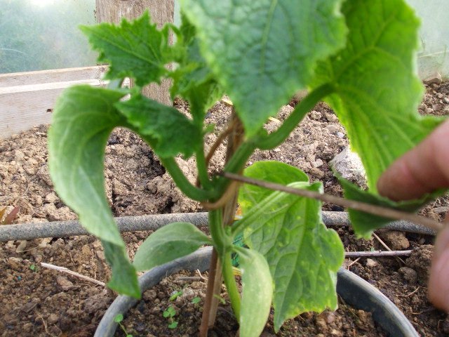 Processen med at klemme agurker i et drivhus Processen med at klemme agurker i et drivhus