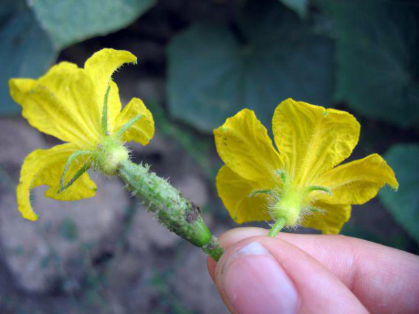 زهرة الخيار مع المبيض زهرة الخيار مع المبيض