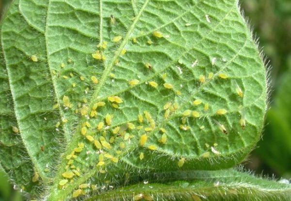 Laputis ir izplatīta problēma tomātu stādiem.