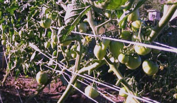 Nogatavojošies vērša sirds tomāti dārzā Nogatavojošies vērša sirds tomāti dārzā