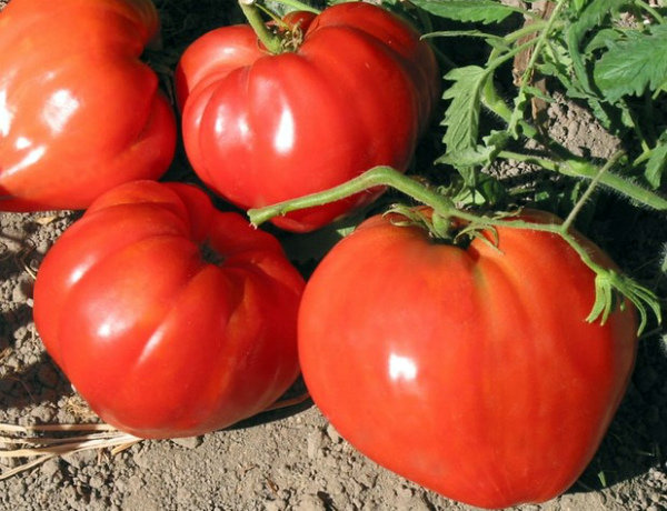 A Bull's Heart paradicsom piros gyümölcsei