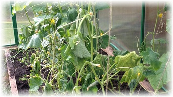 من الغريب أن الخيار يمكن أن يذبل بسبب الري المفرط. من الغريب أن الخيار يمكن أن يذبل بسبب الري المفرط.