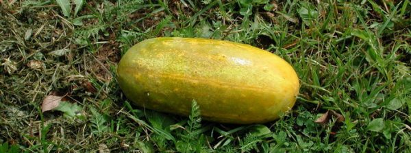 Kā izskatās sabojāts, nodzeltējis gurķis?