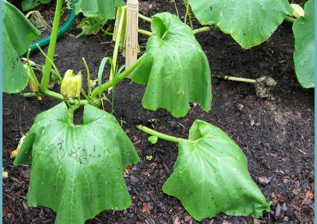 Les feuilles de concombre flétrissent