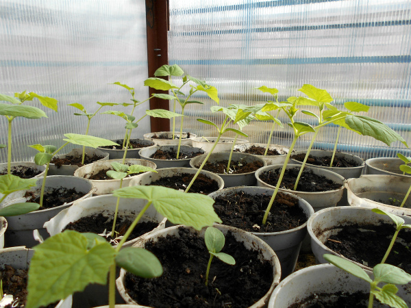 Lumalagong mga pipino gamit ang mga punla