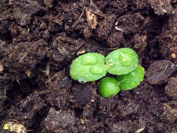 براعم الخيار في التربة الخصبة براعم الخيار في التربة الخصبة