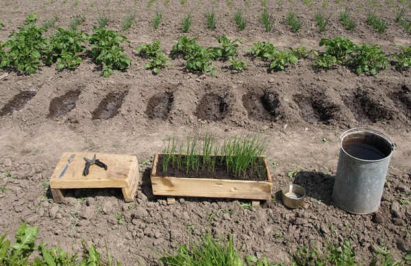 البصل الأخضر في صندوق في الحديقة البصل الأخضر في الحديقة