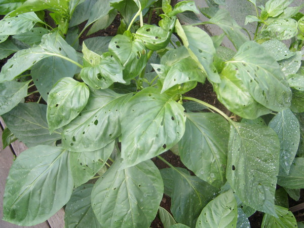 Bojātas piparu lapas