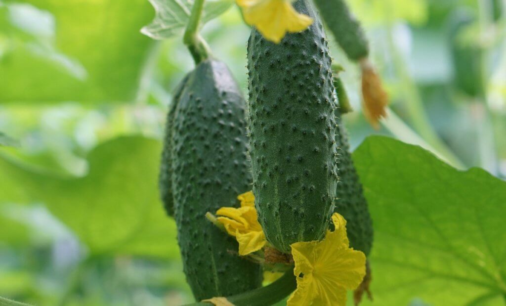 Hybrid cucumbers on a bush
