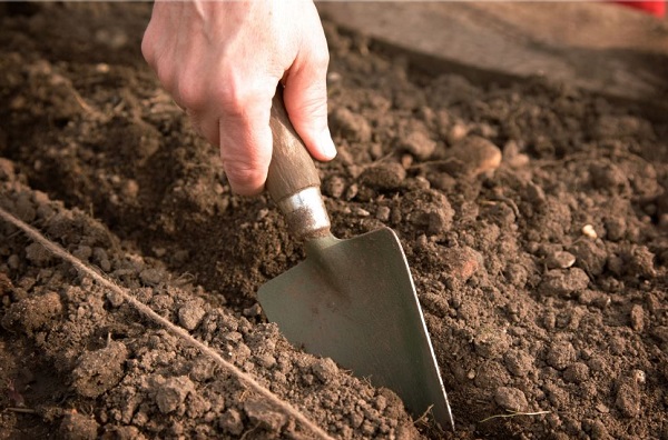 Augsnes sagatavošana stādīšanai