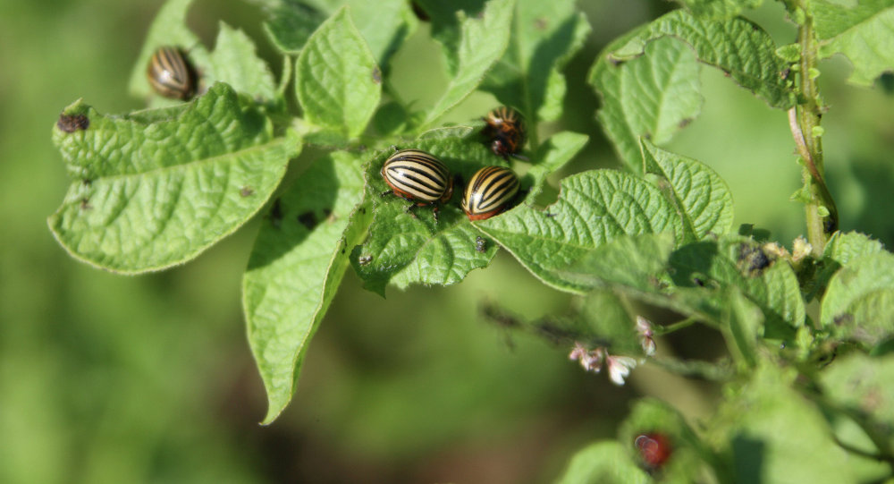 Colorado-biller på kartoffelblade Colorado-biller på kartoffelblade