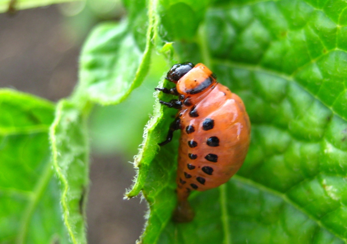 Colorado kartoffelbillelarve på et kartoffelblad Colorado kartoffelbillelarve på et kartoffelblad