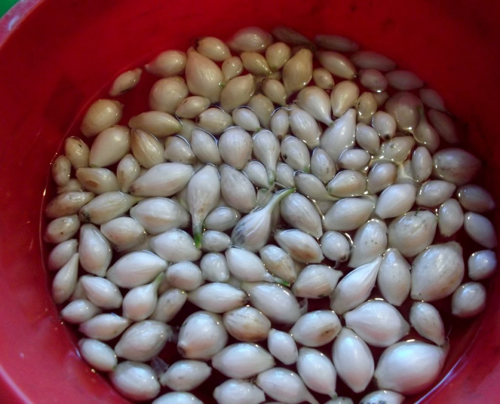 Sīpolu komplekti sāls šķīdumā