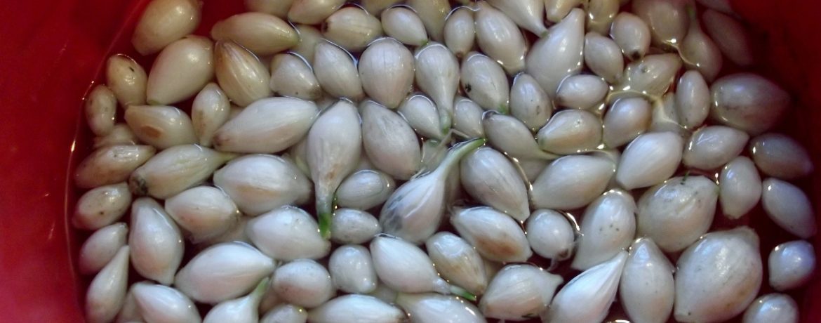 Hagymakészletek ültetéshez