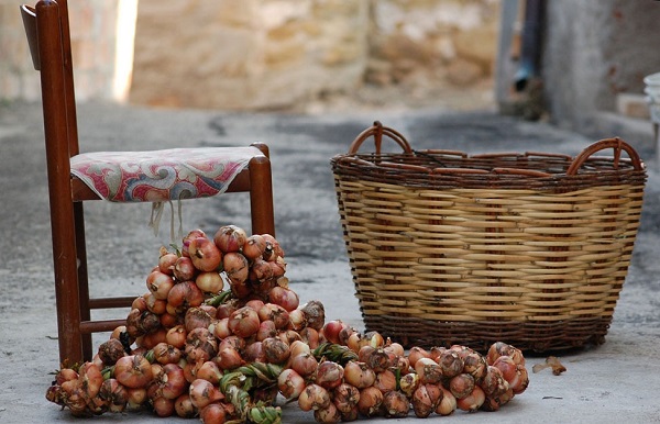 Sīpolu raža pie groza