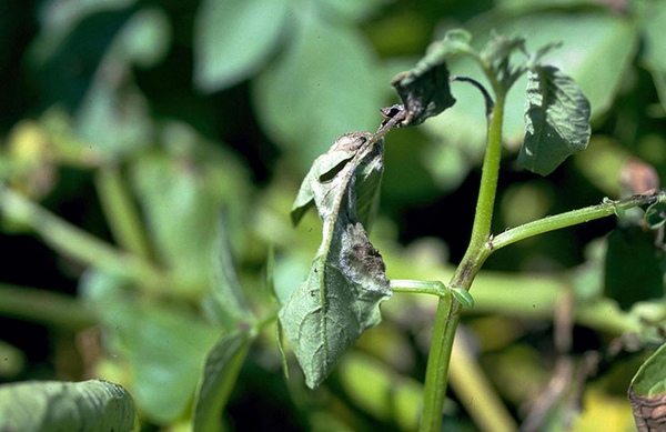 Isang palumpong ng patatas na apektado ng late blight