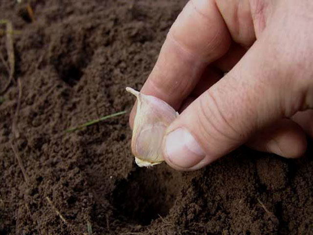 Plantning af hvidløg i jorden Plantning af hvidløg i jorden