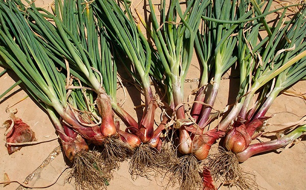 Zbiór cebuli w ogrodzie