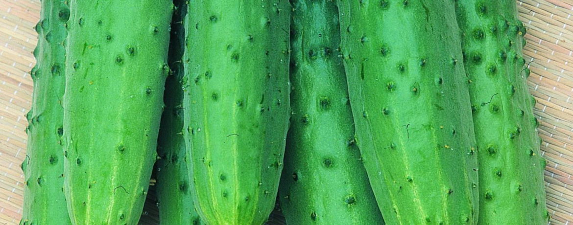 Zozulya šķirnes gurķu izskats