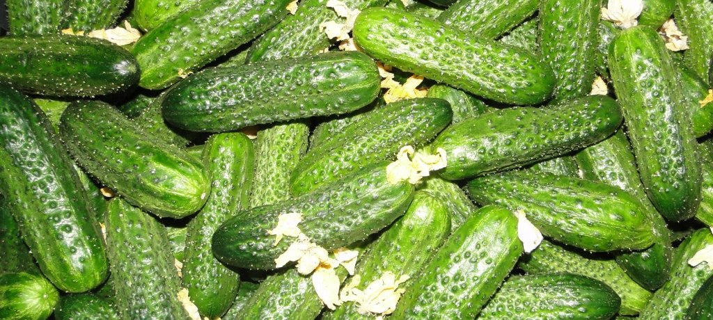 Courage F1 šķirnes gurķu raža