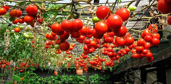 גידול עגבניות באדמה פתוחה