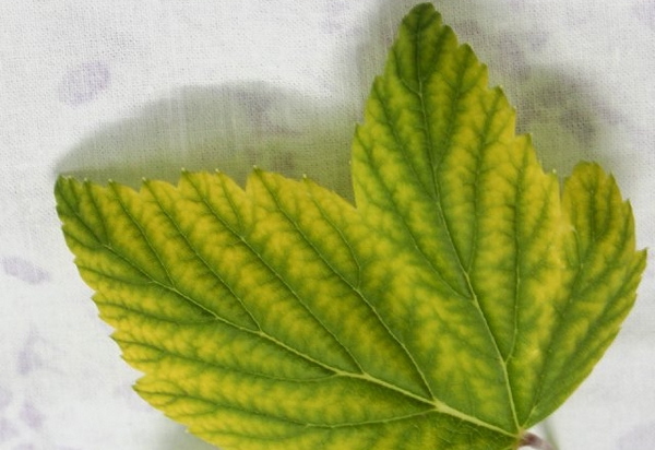 Una fulla de cogombre que s'ha tornat significativament pàl·lida