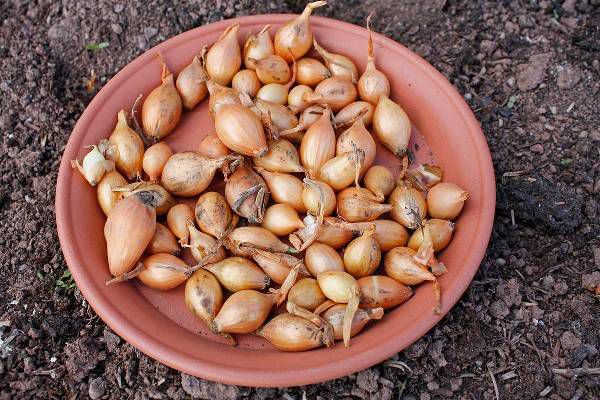 Mazi sīpoli stādīšanai