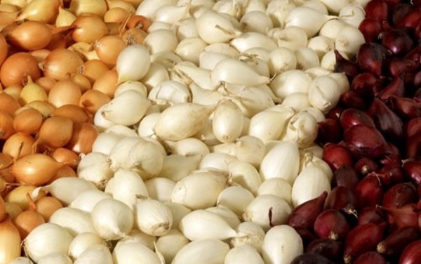 Stādīšanai sagatavoti sīpoli