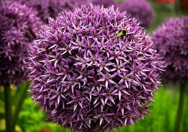 البصل المزهر في الحديقة البصل المزهر في الحديقة