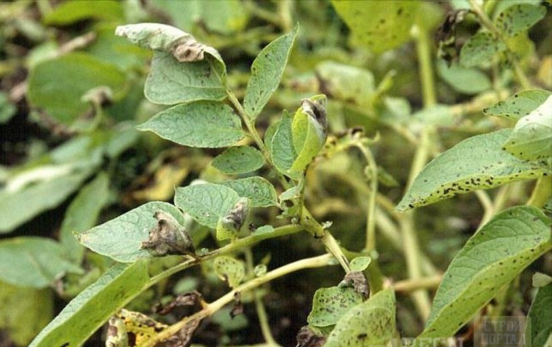 A késői burgonyavész által érintett burgonyalevelek