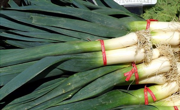 باقات من البصل الأخضر باقات من البصل الأخضر