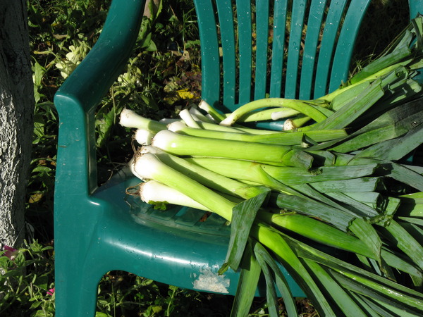 يتم جمع البصل على الكرسي يتم جمع البصل على الكرسي