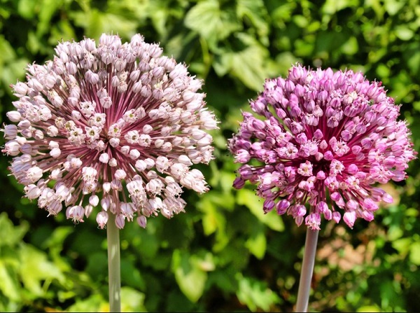 البصل المزهر في الحديقة البصل المزهر في الحديقة