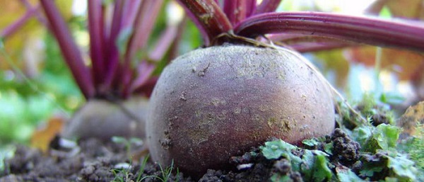 البنجر في الحديقة