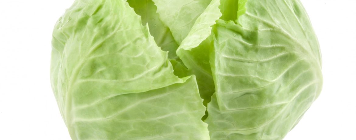 흰 양배추 종류