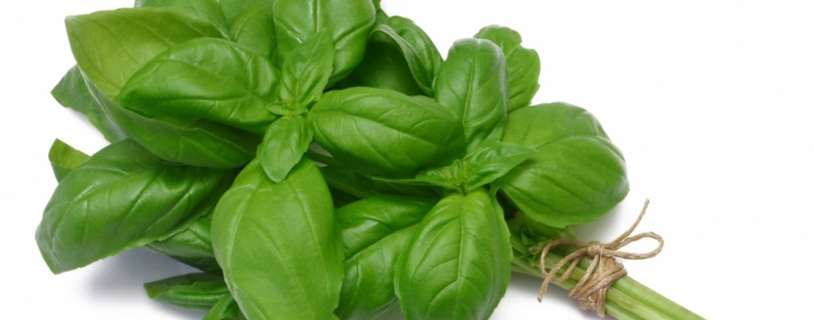 Pęczek zielonej bazylii