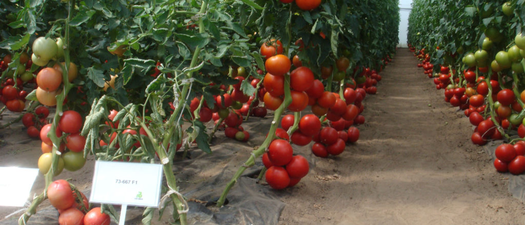 Nosakiet tomātus dārzā