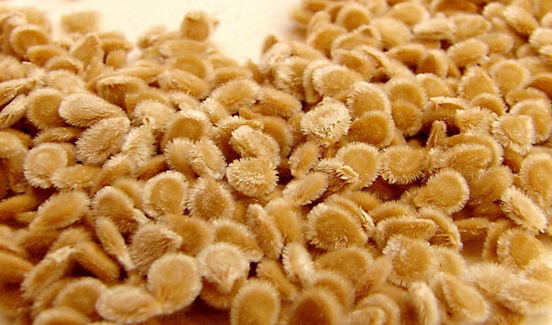 Paradicsommagok ültetésre