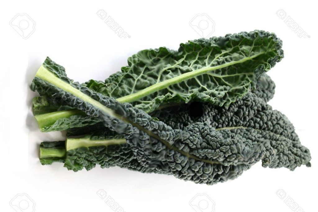 Juodųjų Toskanos kopūstų veislė