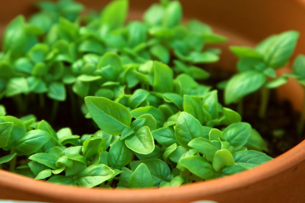 Baziliks, kas aug podā