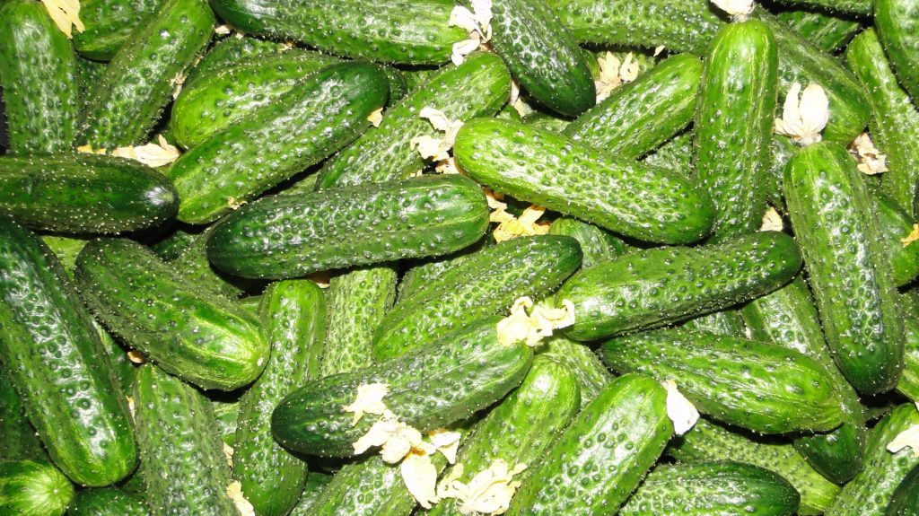 Odroda uhorky "Mirinda"