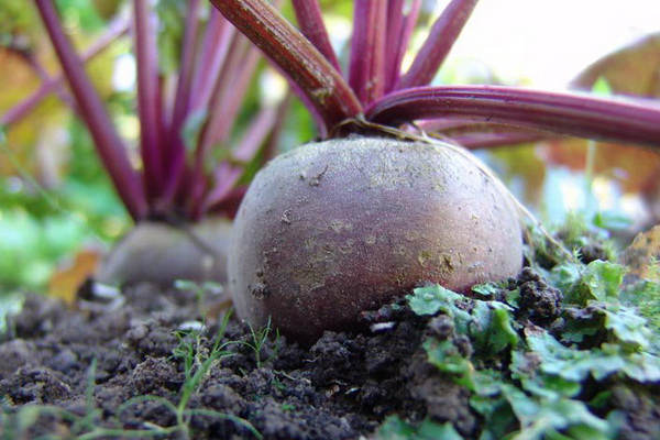 البنجر الناضج والعصير على الأرض