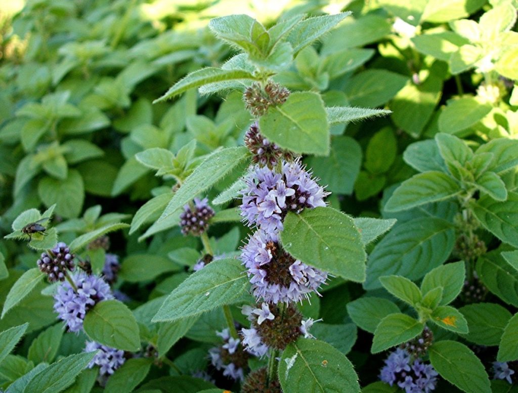 정원 민트 품종