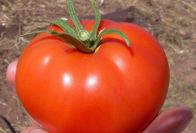 זן עגבניות וולגוגרד