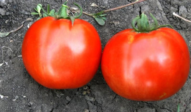 صنف الطماطم فولجوجرادسكي 5/95 صنف الطماطم فولجوجرادسكي 5/95