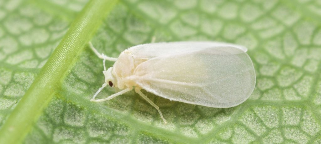 Whitefly on tomato leaves