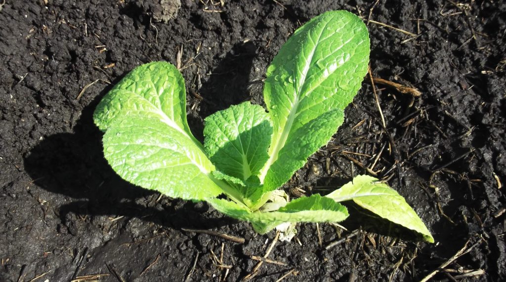 어린 양배추 모종